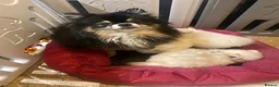 Pomeranian dogs for sale: Stunning pomeranians for sale both parents KC  in Ely - Advert 10