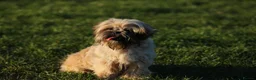 Shih Tzu dogs for sale: outstanding shih tzu boy  - Advert 6