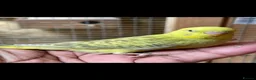 Budgerigars birds for sale: Baby Budgies, Tame Budgies, and Cockatiels - Advert 2