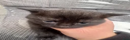 Mixed Breed cats for sale: KITTENS FOR SALE  - Advert 9