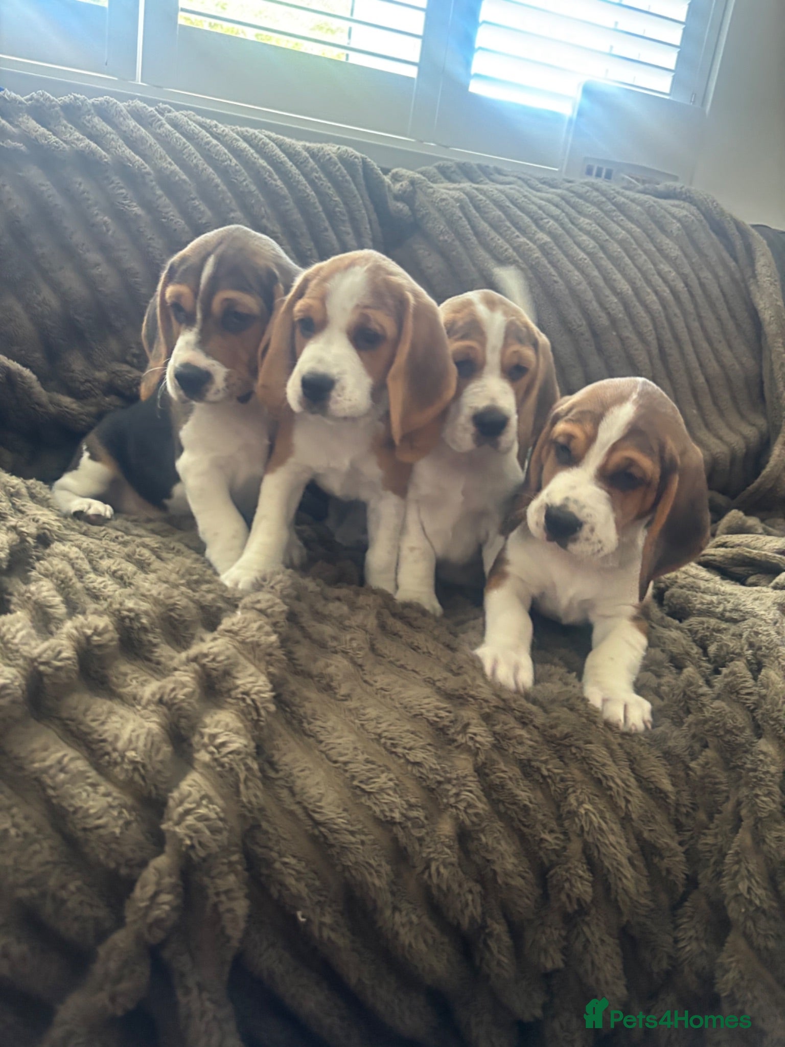 Beagle dogs Stunning Beagles(ready now) - Advert 1