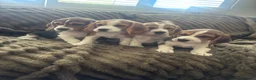 Beagle dogs for sale: Beautiful Beagles(ready now) - Advert 7