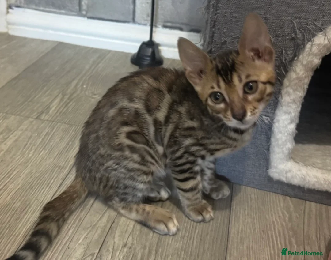 Bengal cats for sale: Amazing Bengal Babies - Advert 8