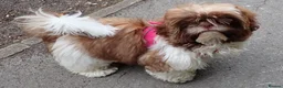 Shih Tzu dogs for sale: Imperial Shih Tzu female, 22 months KC registered. - Advert 21