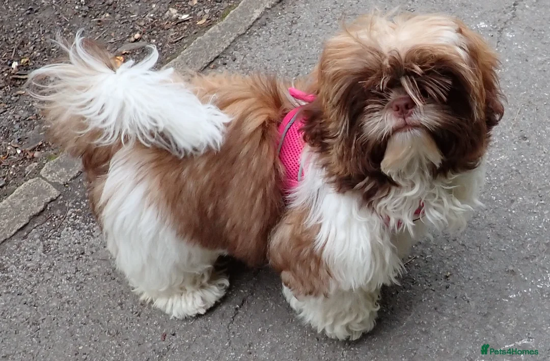 Shih Tzu dogs for sale: Imperial Shih Tzu female, 22 months KC registered. - Advert 21