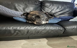 Staffordshire Bull Terrier dogs for sale: Loyal Older Lady looking for quiet life of leisure - Image 8