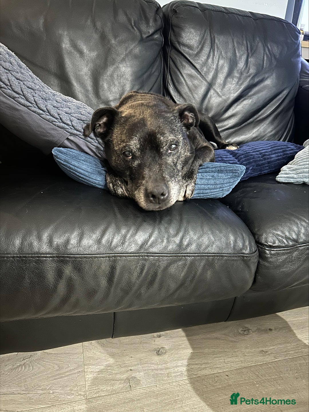 Staffordshire Bull Terrier dogs for sale: Loyal Older Lady looking for quiet life of leisure - Image 8
