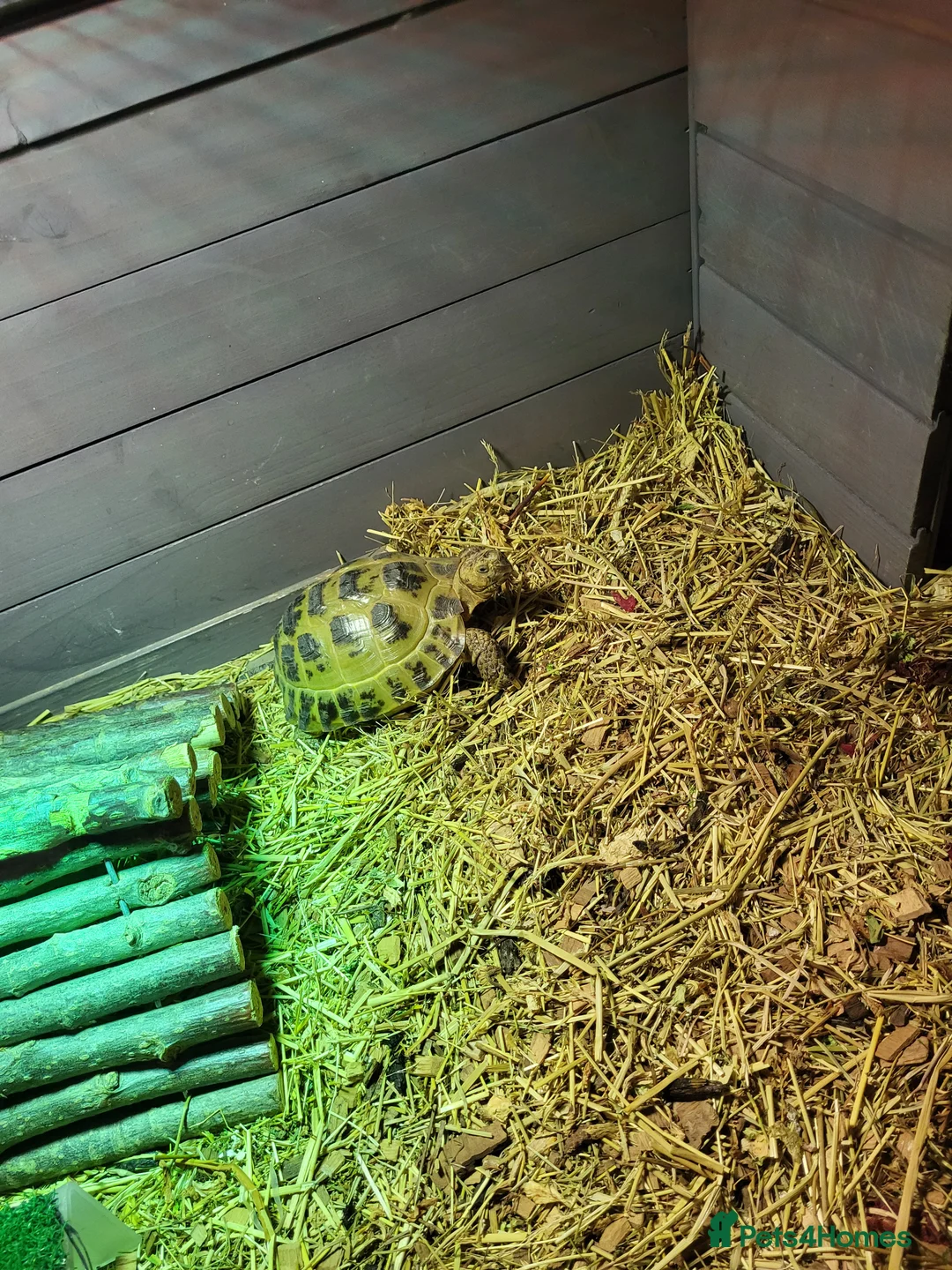 Tortoise reptiles for sale: Tortoise  in South Shields - Advert 2