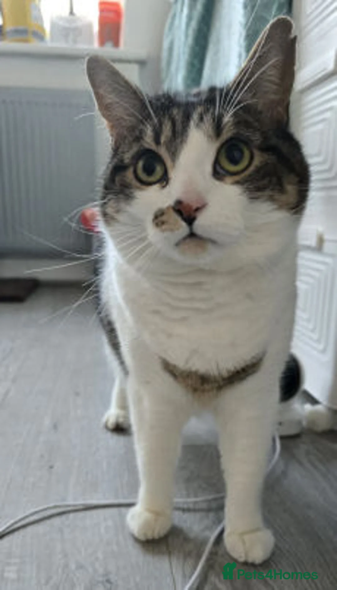 Mixed Breed cats for adoption: ZIGGY - Advert 2