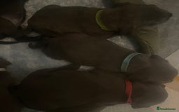 Staffordshire Bull Terrier dogs for sale: Litter of blue Staffordshire bull terriers  - Image 27