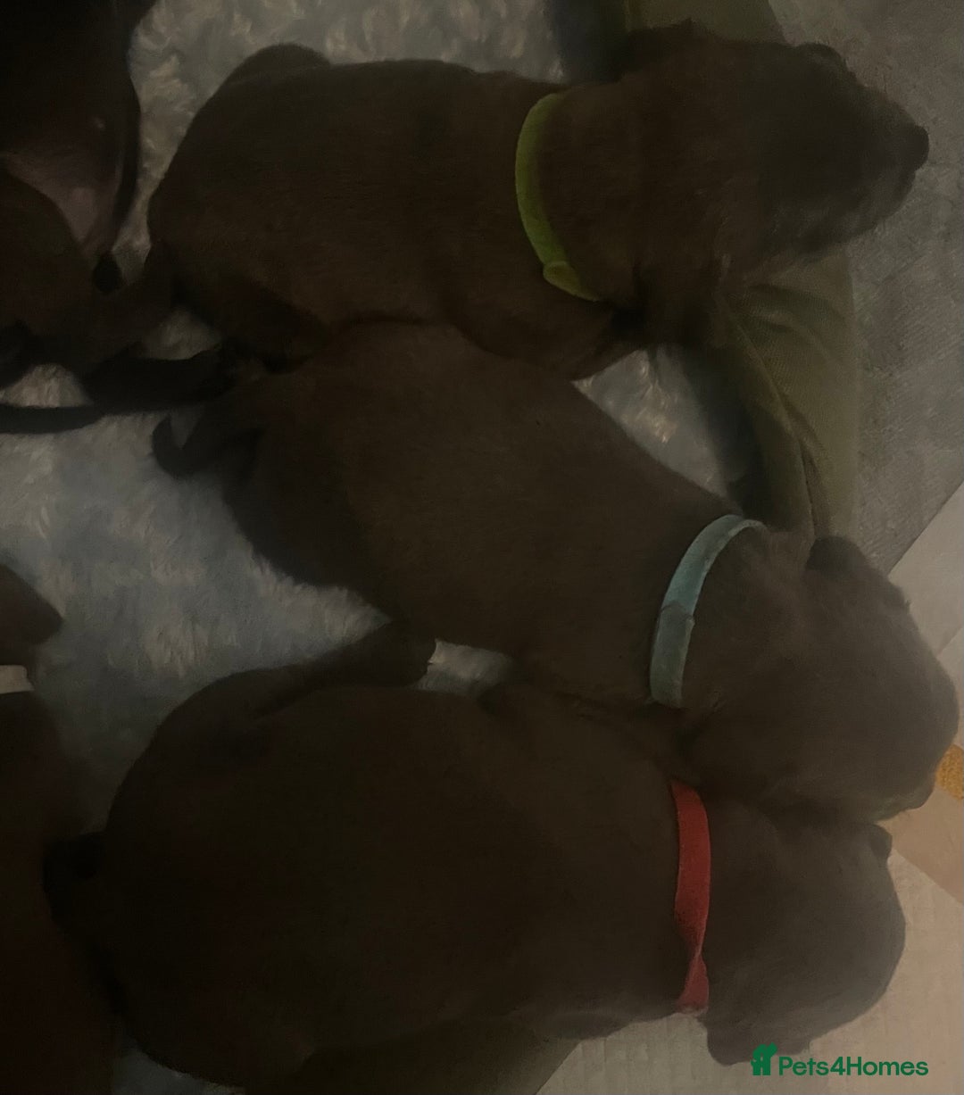 Staffordshire Bull Terrier dogs for sale: Litter of blue Staffordshire bull terriers  - Image 27