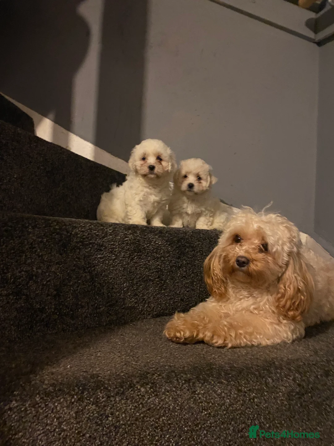 Cavapoochon dogs for sale: Cavapoochon puppies available now  - Advert 1