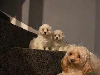 Cavapoochon dogs Cavapoochon puppies available now - Advert 1