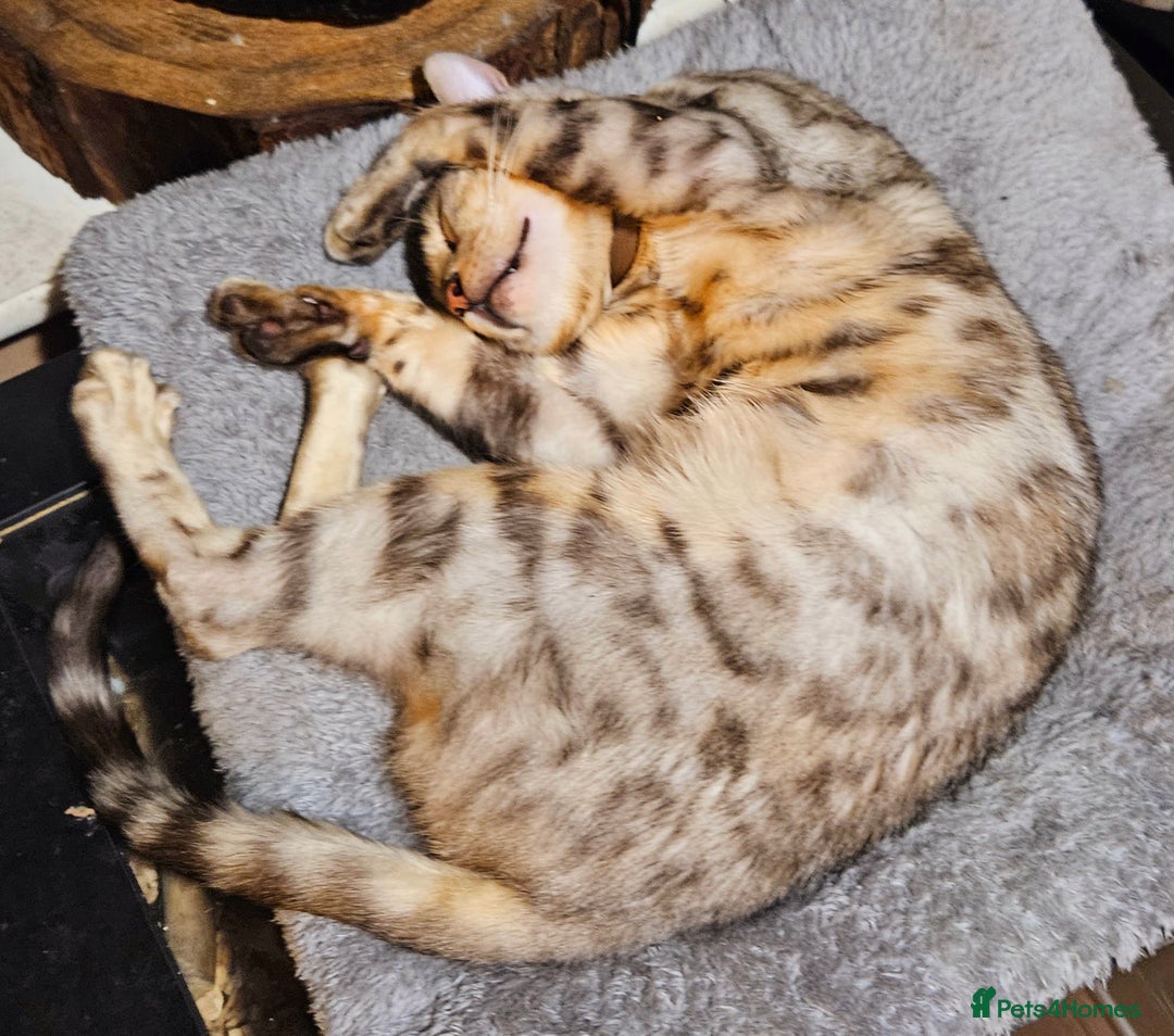 Bengal cats for sale: Male bengal cat  - Advert 8