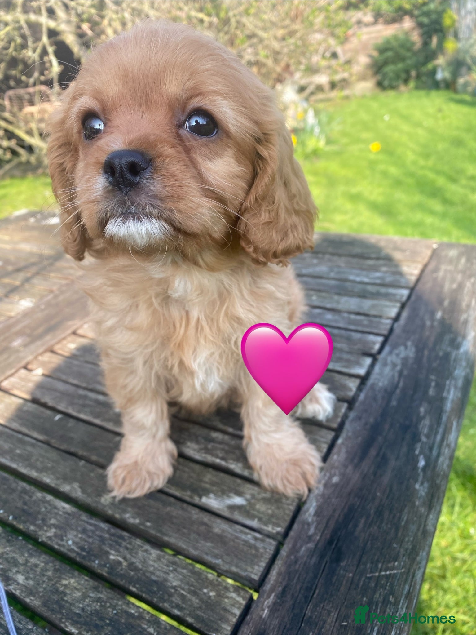 Cavapoo dogs F1 CAVAPOO. - Advert 7