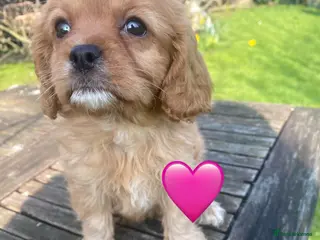 Cavapoo dogs F1 CAVAPOO. - Advert 7