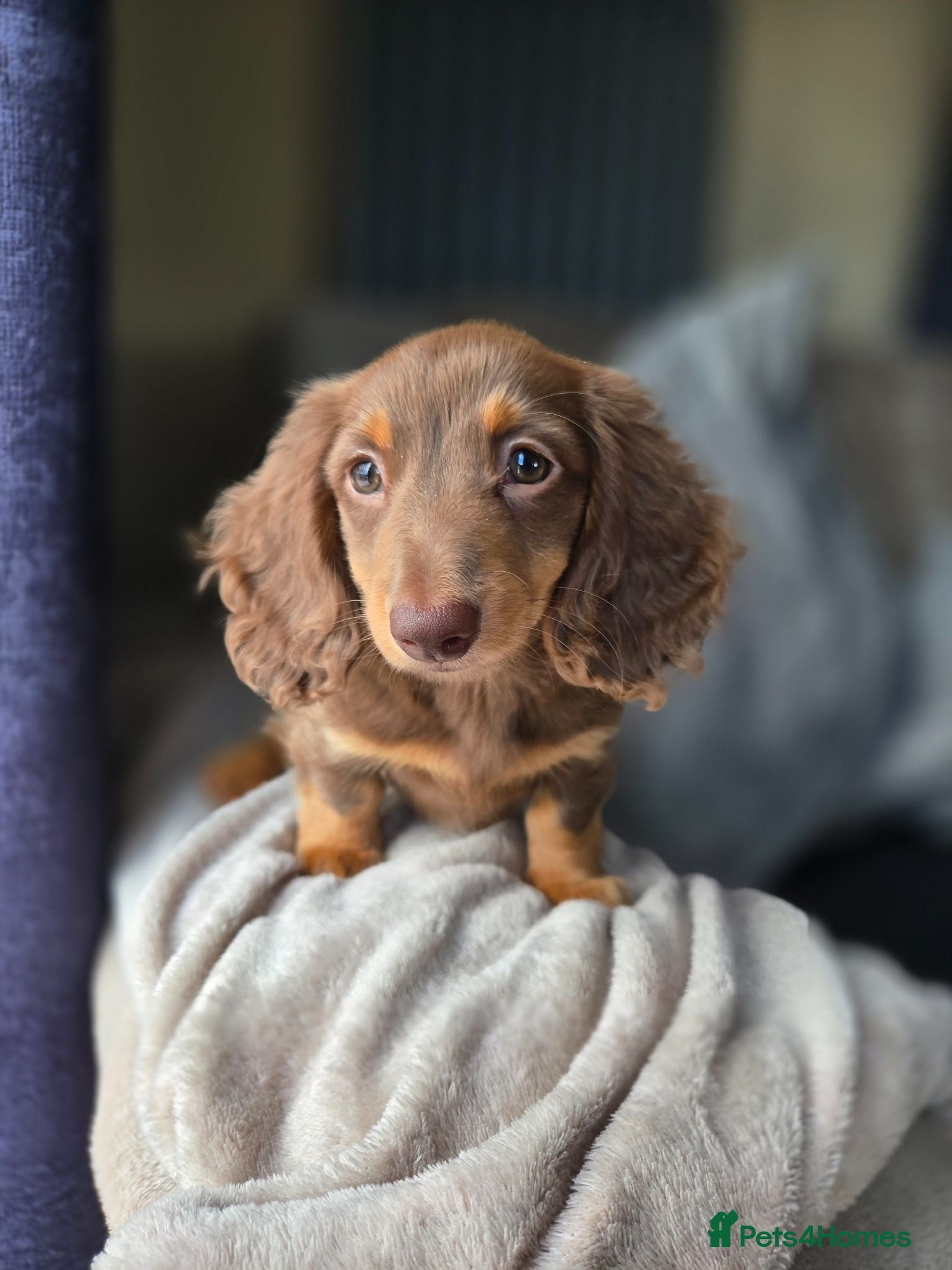 Miniature Dachshund dogs ❤️Miniature dachshund puppies❤️ - Advert 11