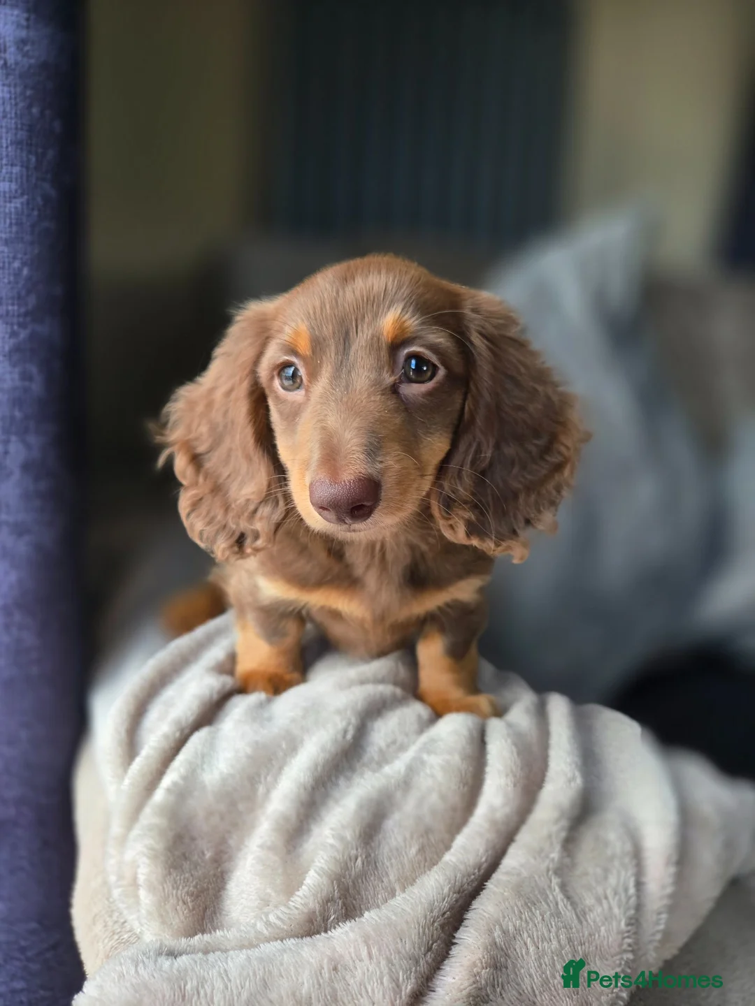 Miniature Dachshund dogs for sale: ❤️Miniature dachshund puppies❤️ - Advert 1