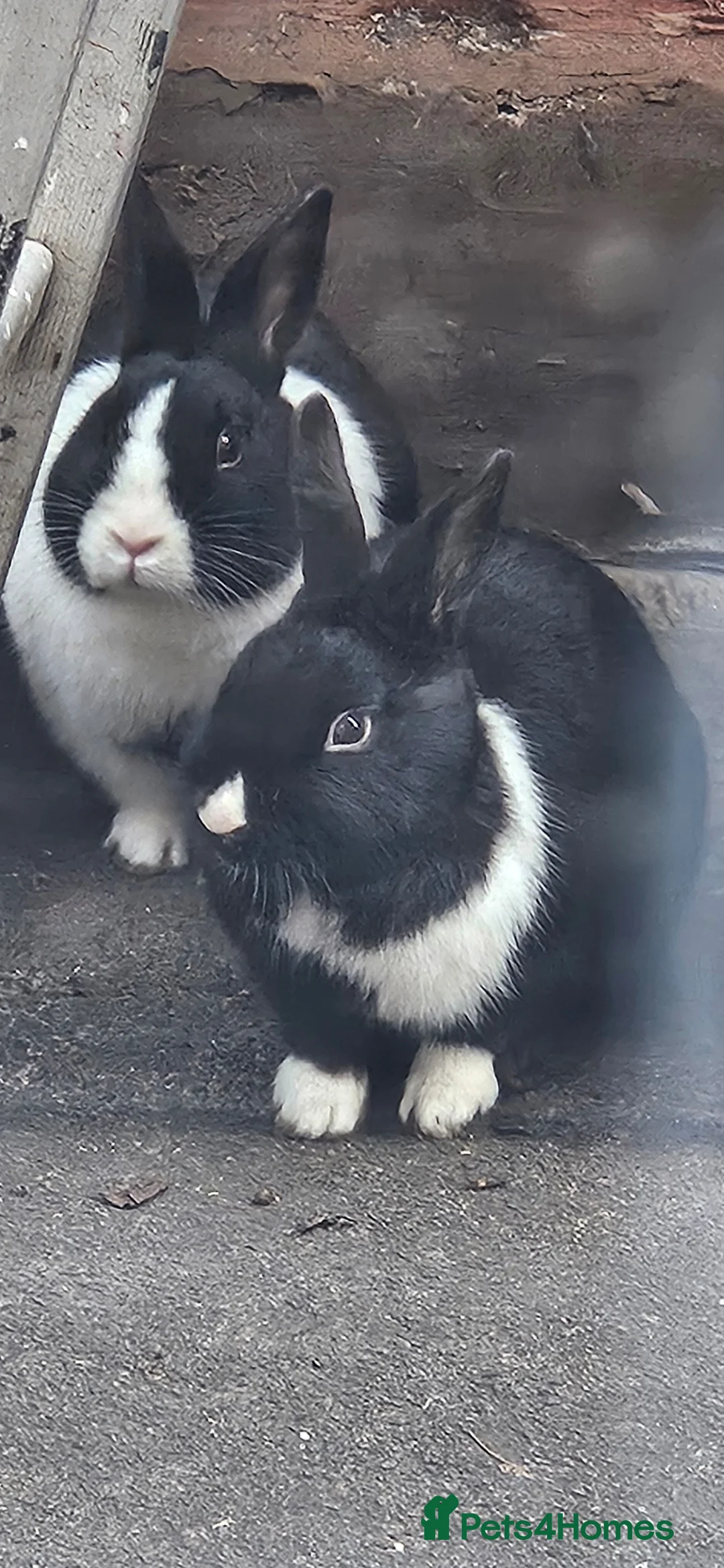 Mixed Breed rabbits for sale: They are all boys  😊 - Advert 2
