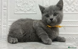 Russian Blue cats for sale: Russian Blu/British Blu - Image 3