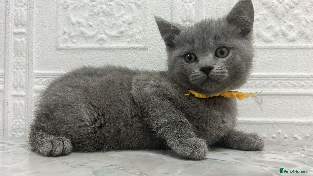 Russian Blue cats for sale: Russian Blu/British Blu - Image 3
