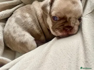 French Bulldog dogs Lilac girl 💖 Merle boy 💙 french bulldog puppies - Advert 5