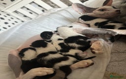 Mixed Breed cats for sale: Kittens - Image 4