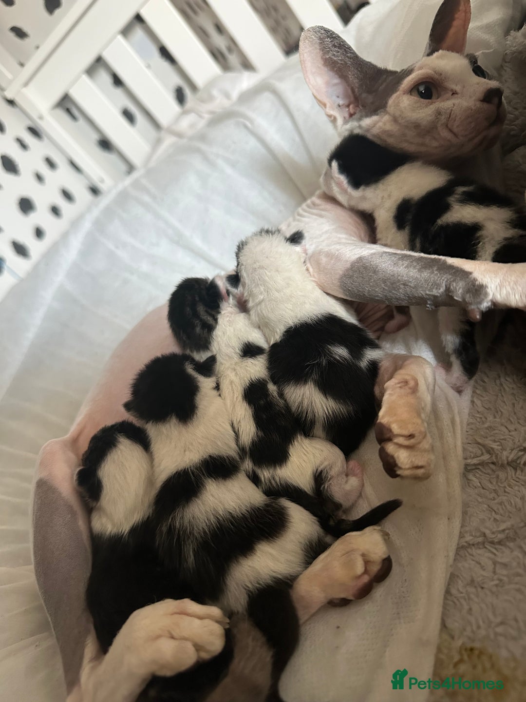 Mixed Breed cats for sale: Kittens - Image 4