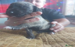 Whippet dogs for sale: Whippet Puppies - Image 26