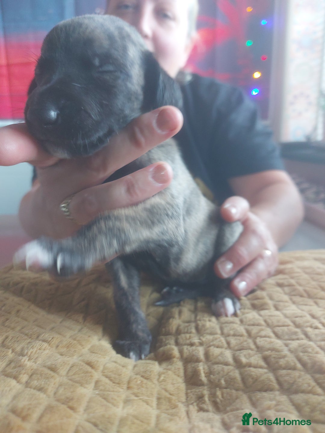 Whippet dogs for sale: Whippet Puppies - Image 26