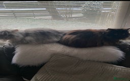 Persian cats for sale: Persian chinchilla and ragdoll X for sale - Image 2