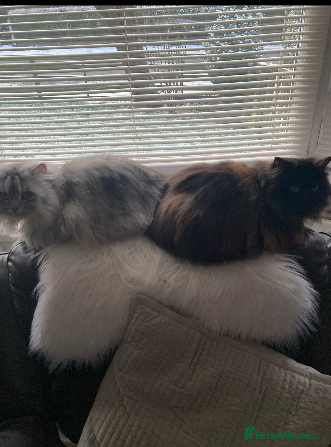 Persian cats for sale: Persian chinchilla and ragdoll X for sale - Image 2
