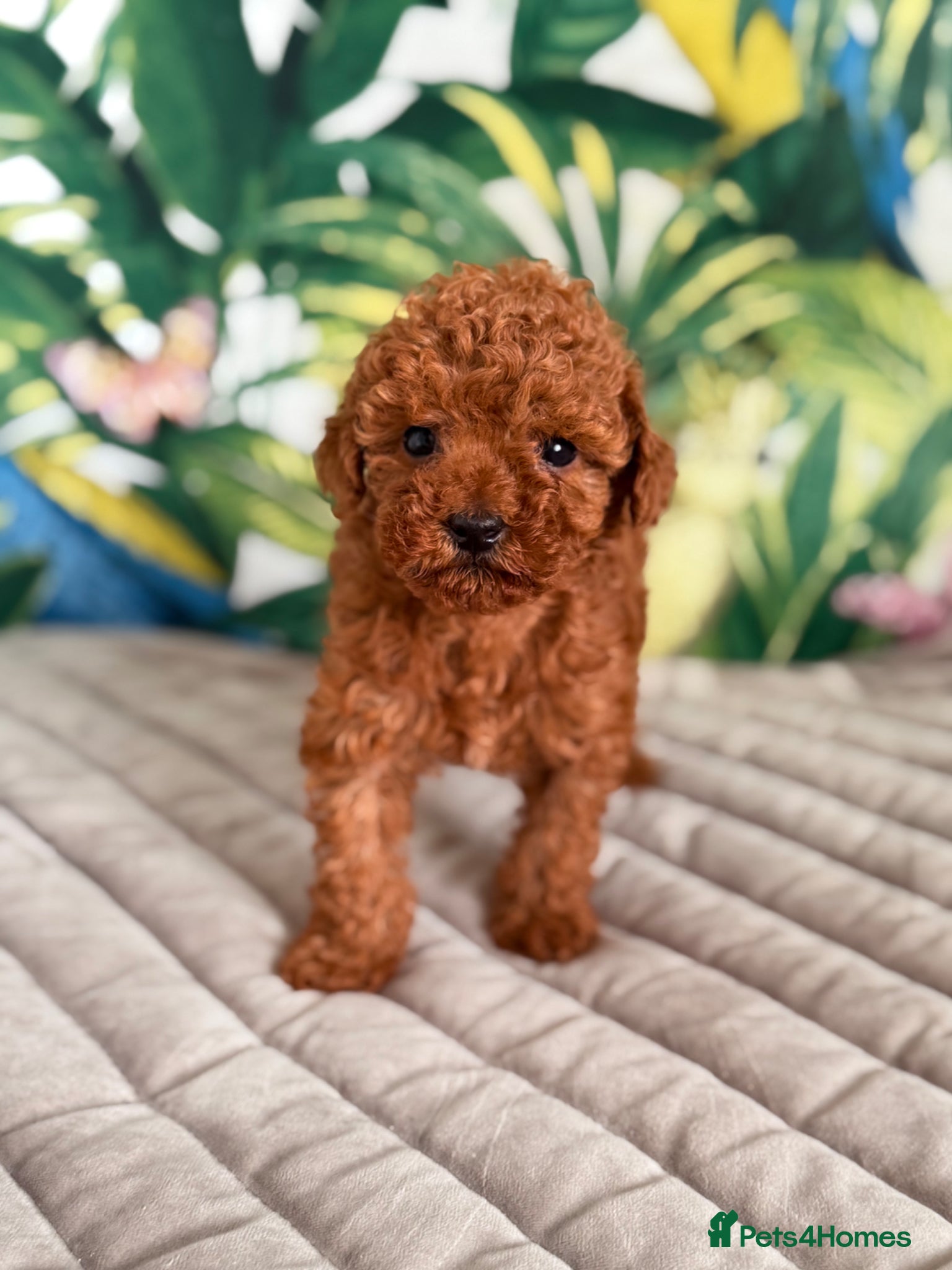 Toy Poodle dogs for sale: Beautiful Toy Poodle Available-One Girl & Boy 🐾❤️ - Advert 7