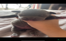 Mixed Breed dogs for sale: French Bulldog X Pocket Bullies for sale  - Image 5