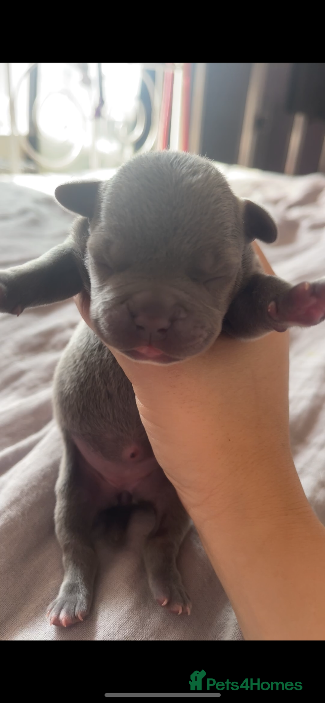 Mixed Breed dogs for sale: French Bulldog X Pocket Bullies for sale  - Image 5