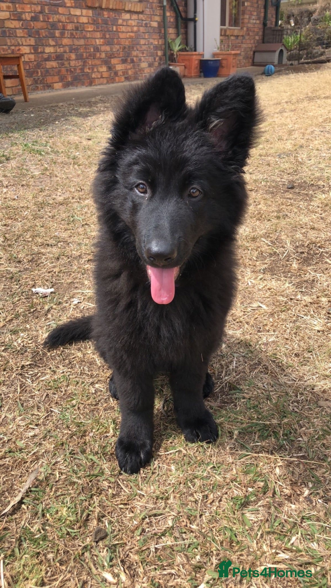 German Shepherd dogs German Sheperd Pup (1 left)😊 - Advert 1