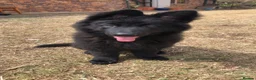 German Shepherd dogs for sale: German Sheperd Pup (1 left)😊 in Liverpool - Advert 1