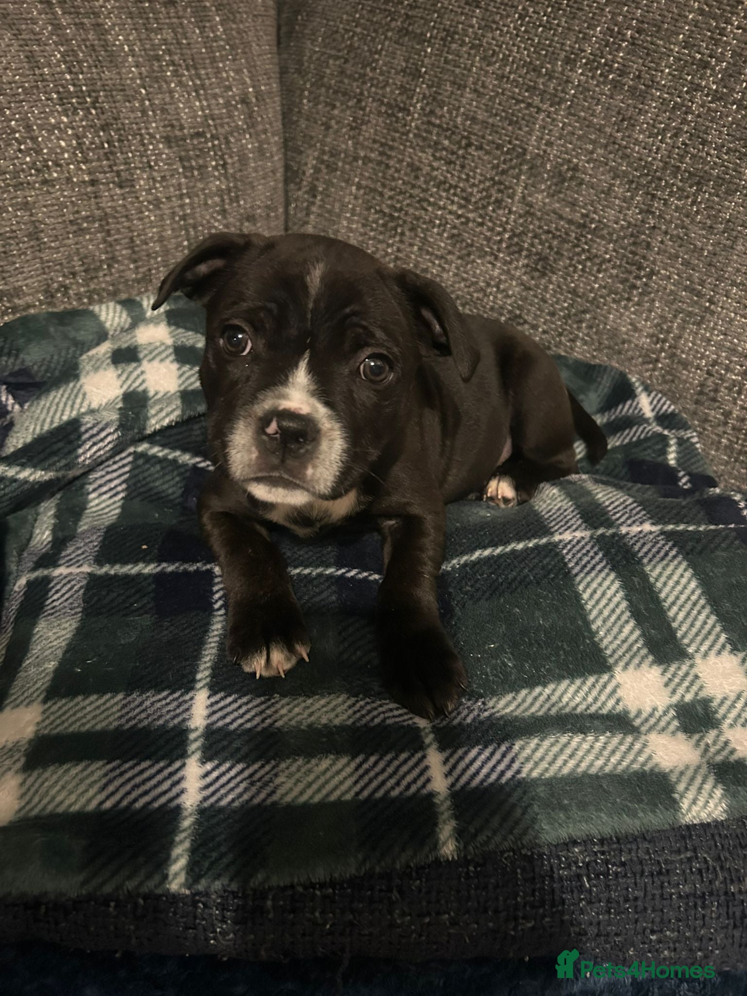 Staffordshire Bull Terrier dogs LAST ONE KC Registered Staffordshire Bull Terrier - Advert 18