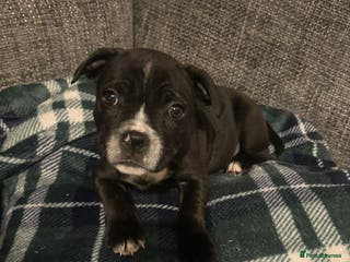 Staffordshire Bull Terrier dogs LAST ONE KC Registered Staffordshire Bull Terrier - Advert 18