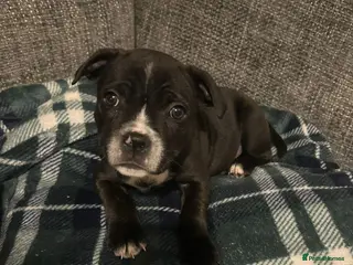 Staffordshire Bull Terrier dogs LAST ONE KC Registered Staffordshire Bull Terrier - Advert 9