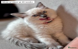 Ragdoll cats for sale: Exceptional Quality Ragdoll Kittens  - Image 21