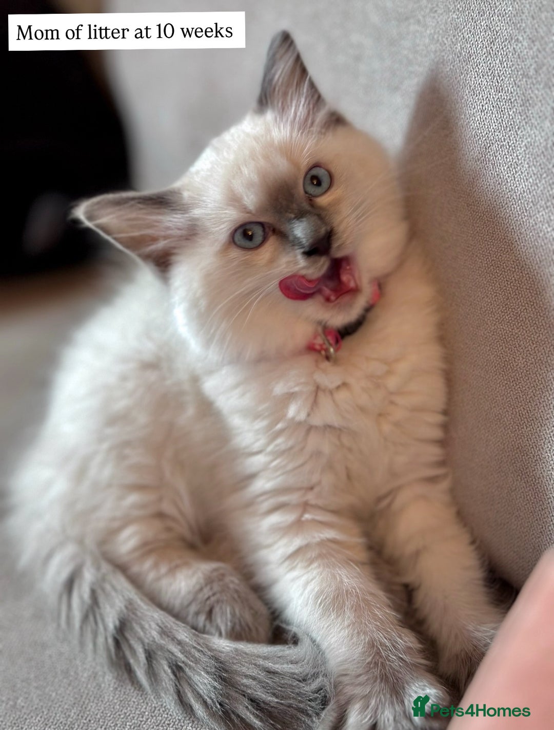 Ragdoll cats for sale: Exceptional Quality Ragdoll Kittens  - Image 21