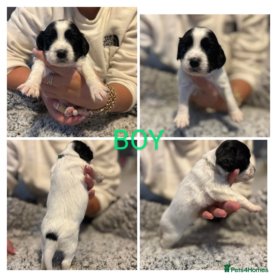 Mixed Breed dogs for sale: Cockapoo's  - Advert 6