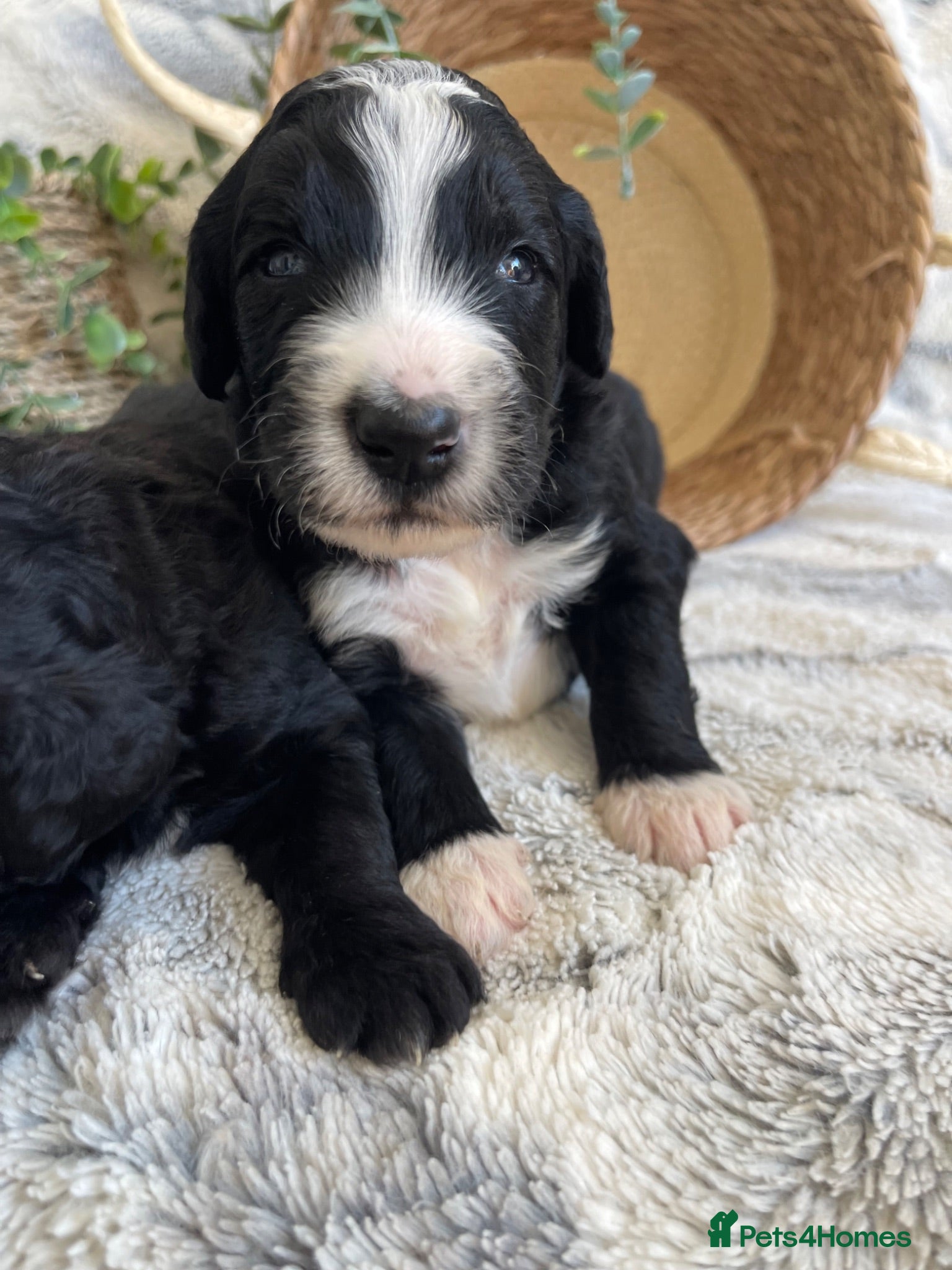 Bernedoodle dogs STUNNING DNA CLEAR BERNEDOODLES  - Advert 2