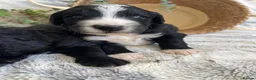 Bernedoodle dogs for sale: STUNNING DNA CLEAR BERNEDOODLES  - Advert 2