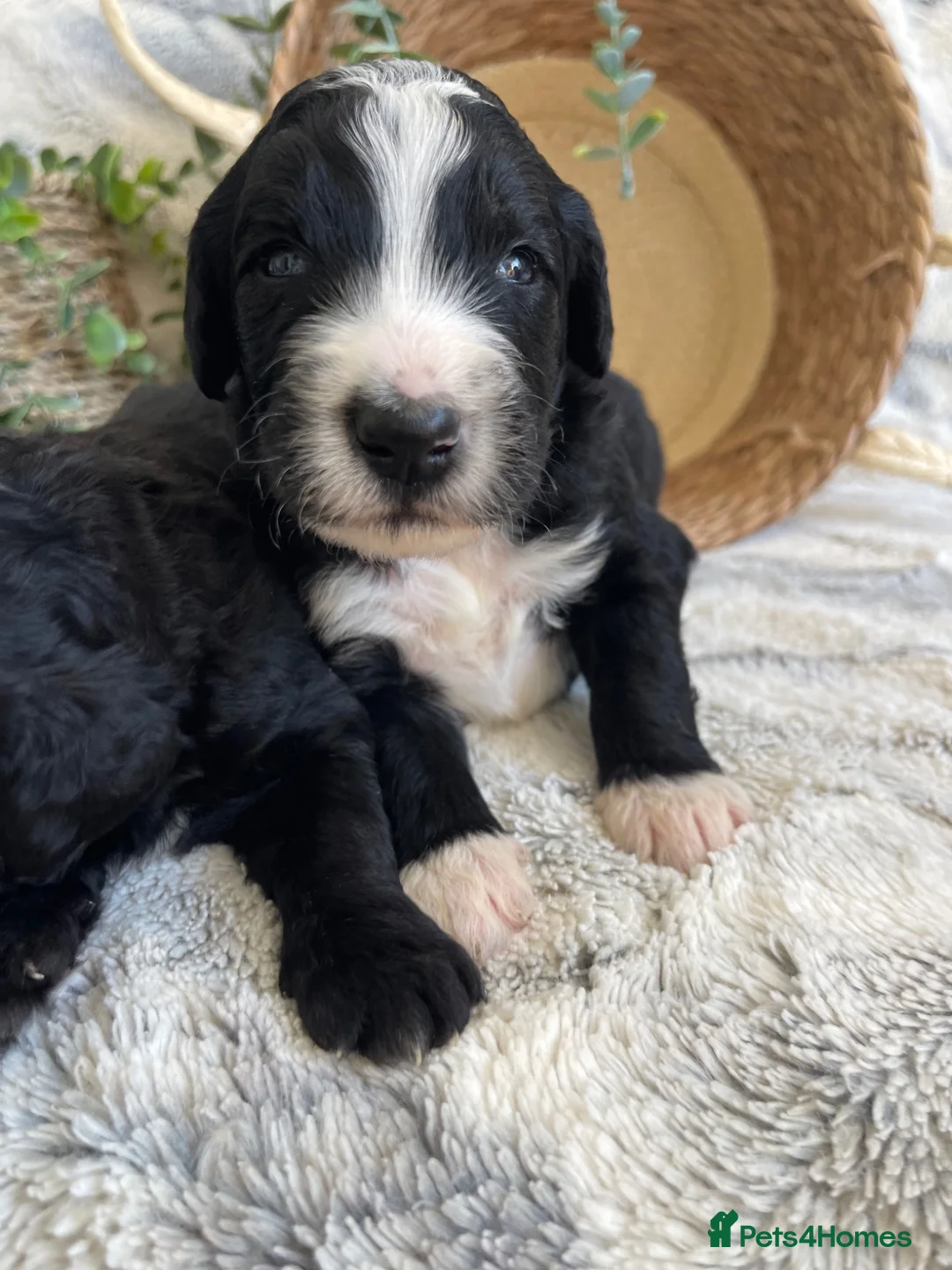 Bernedoodle dogs for sale: STUNNING DNA CLEAR BERNEDOODLES  - Advert 2