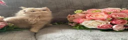 British Longhair cats for sale: British long and shorthair kittens  - Advert 5