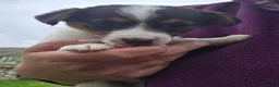 Jack Russell dogs for sale: Bred From Health Tested Parents. - Advert 10