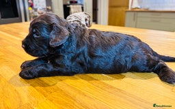 Cockapoo dogs for sale: Chocolate & Chocolate Merle Cockapoo Babies 🐾🐾🐾 - Image 11