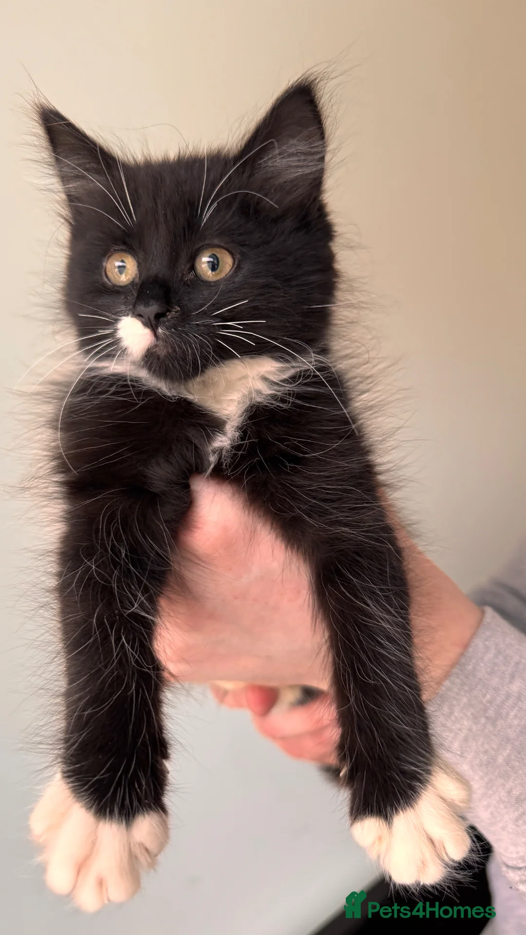 Mixed Breed cats for sale: 2 Kittens available  - Advert 2